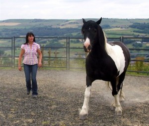 Laddie on a holistic horse workshop