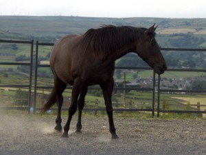 Chirons Way Workshop