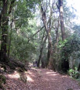 Forest in Tenerife